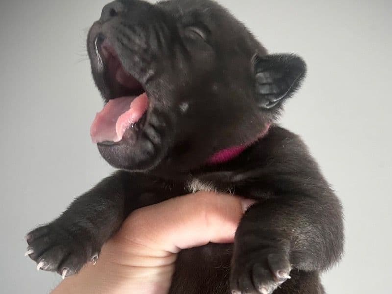 Puppies For Sale primary photo
