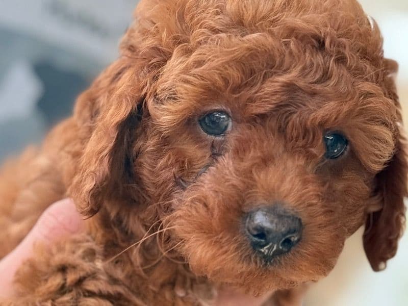Choco primary photo