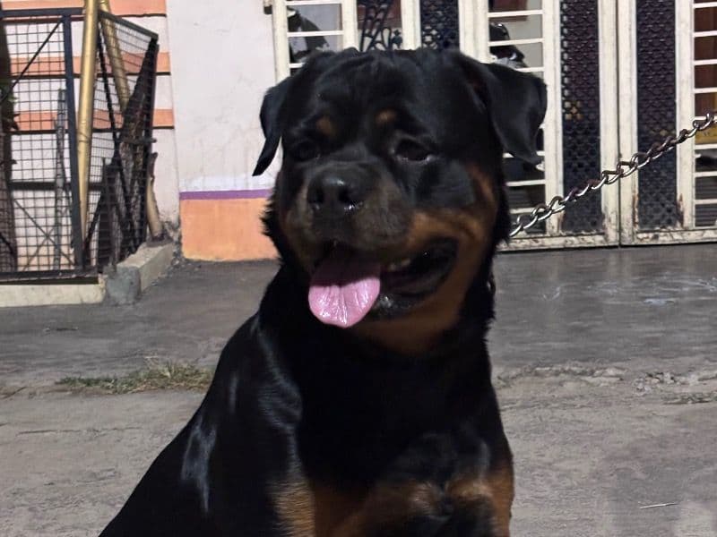 Loki primary photo