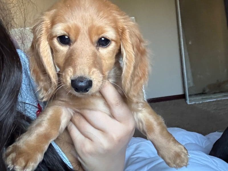 Bella primary photo