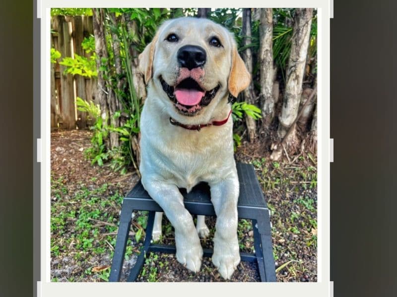 Beignet primary photo