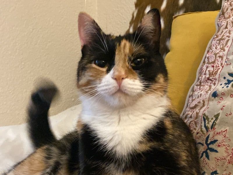 Penny primary photo