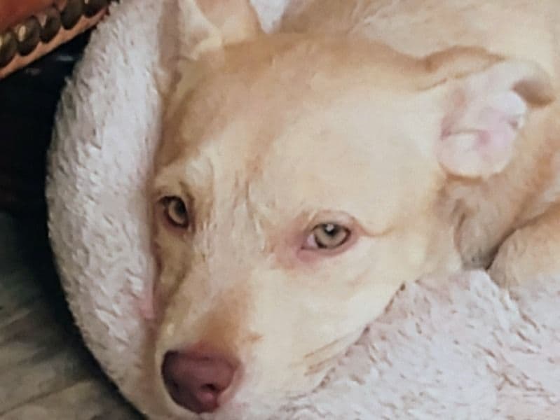 Nala primary photo