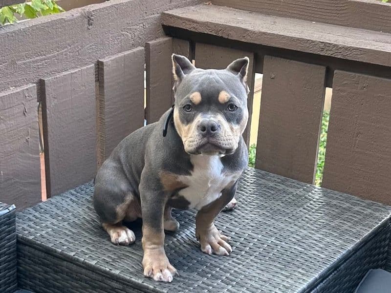 Royal-blu primary photo