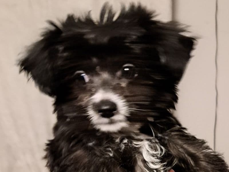 Onyx primary photo