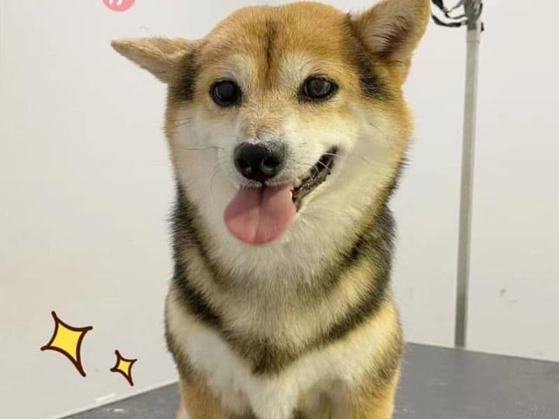Mochi primary photo
