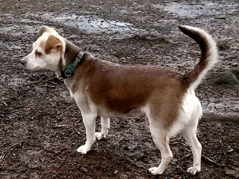Mocha primary photo