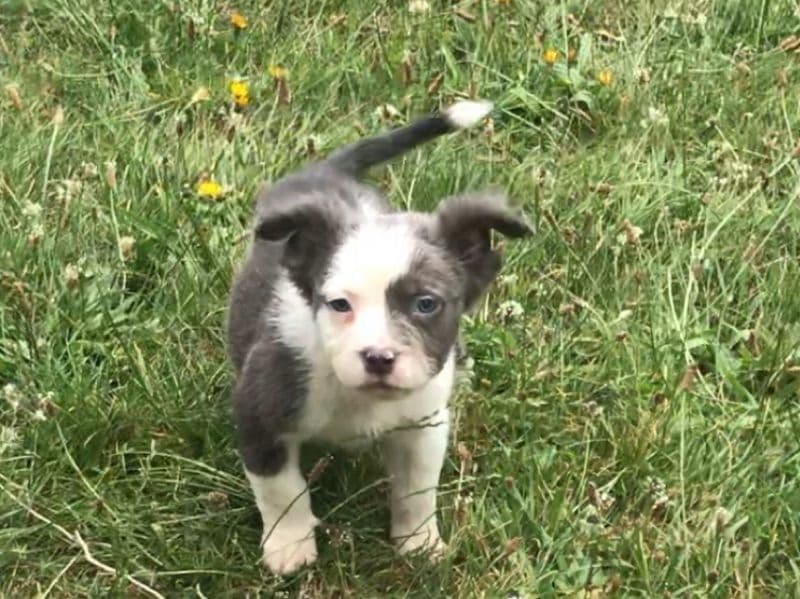 Teddy primary photo