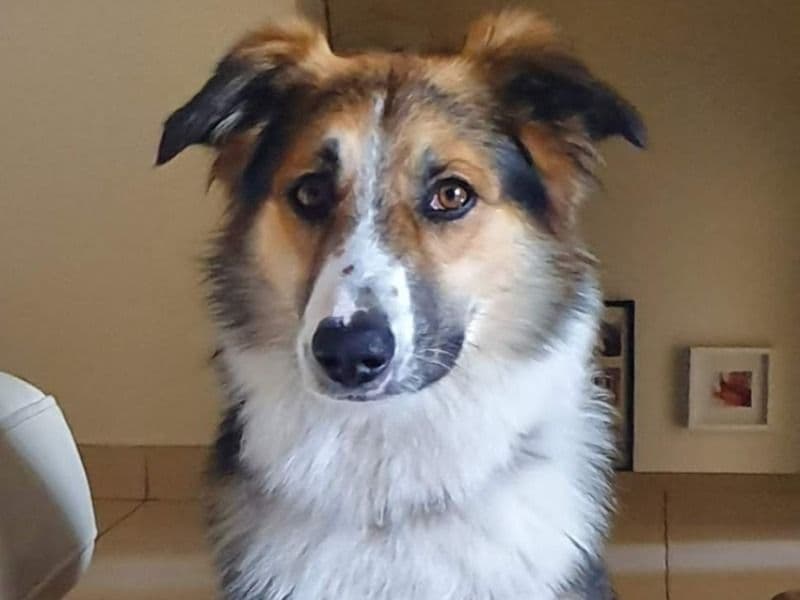 Alfie primary photo