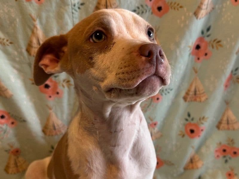 Penelope primary photo