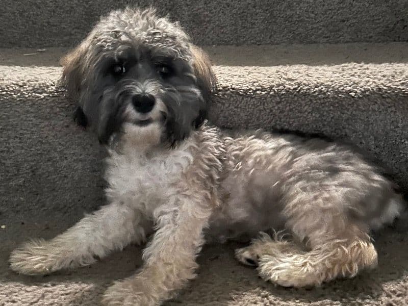 Teddy primary photo