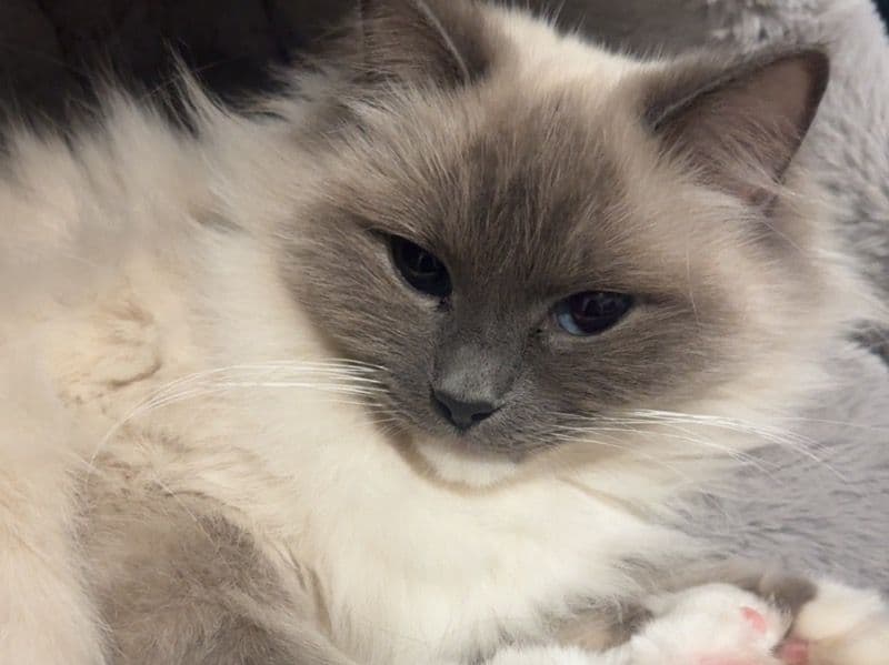 Missy primary photo