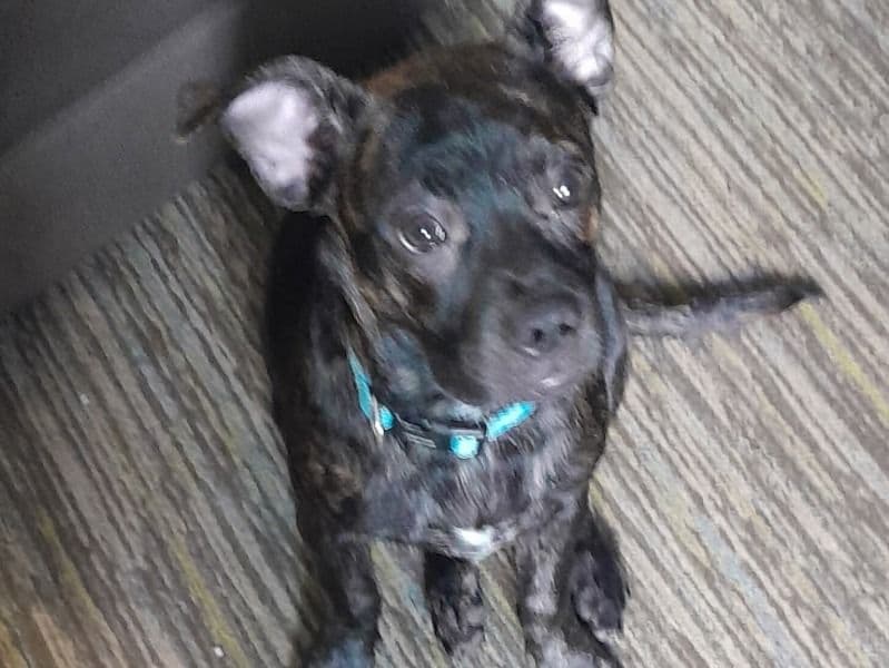 Louie primary photo