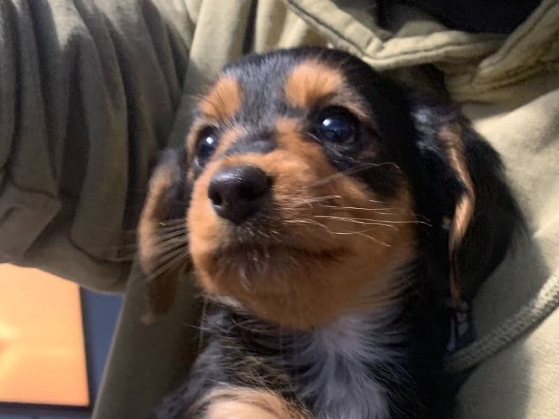 Buttercup primary photo