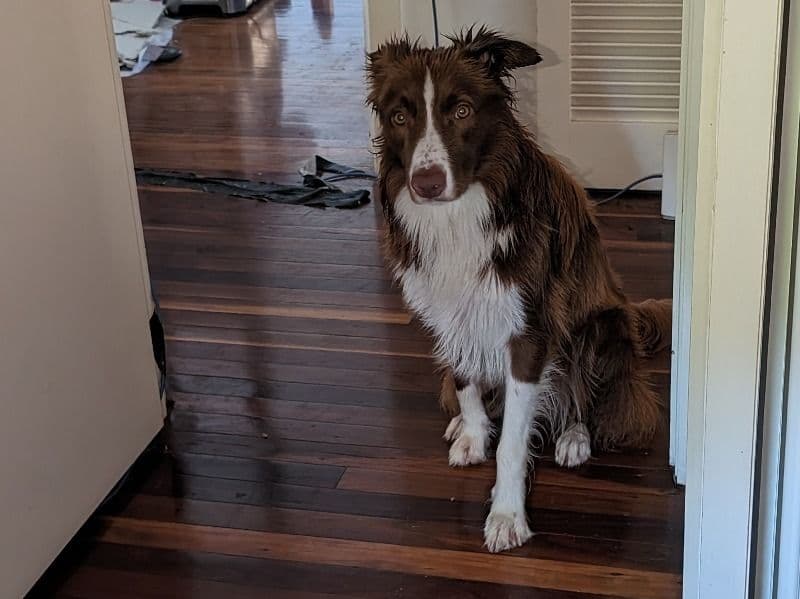 Mocha primary photo