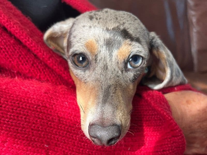 Maya primary photo