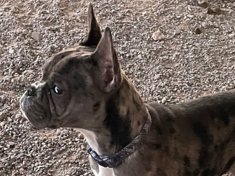 Taz primary photo