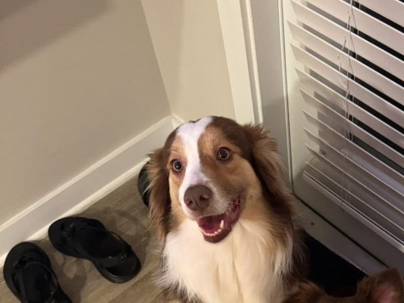Nala primary photo