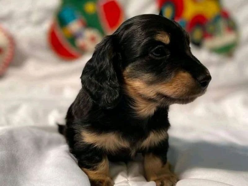Muhpy primary photo