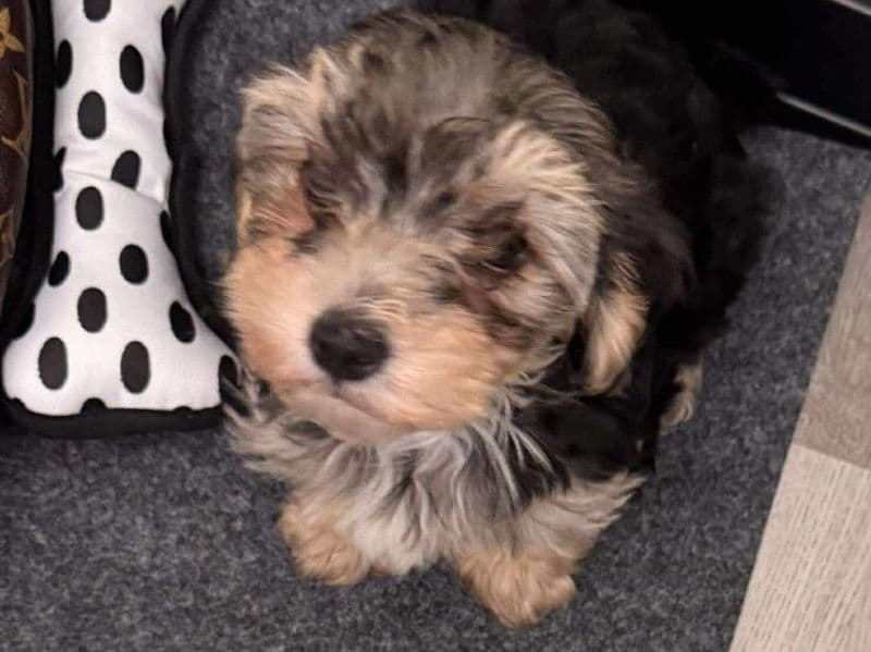 Louie primary photo