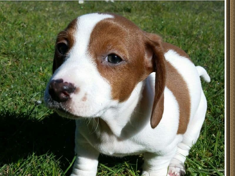 Frankie primary photo