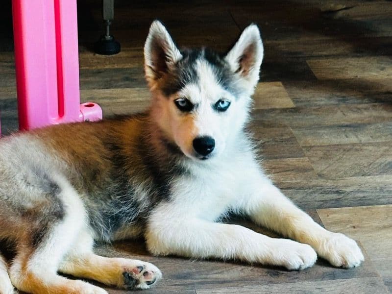 Puppy primary photo