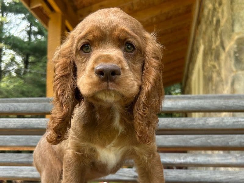 Monty primary photo