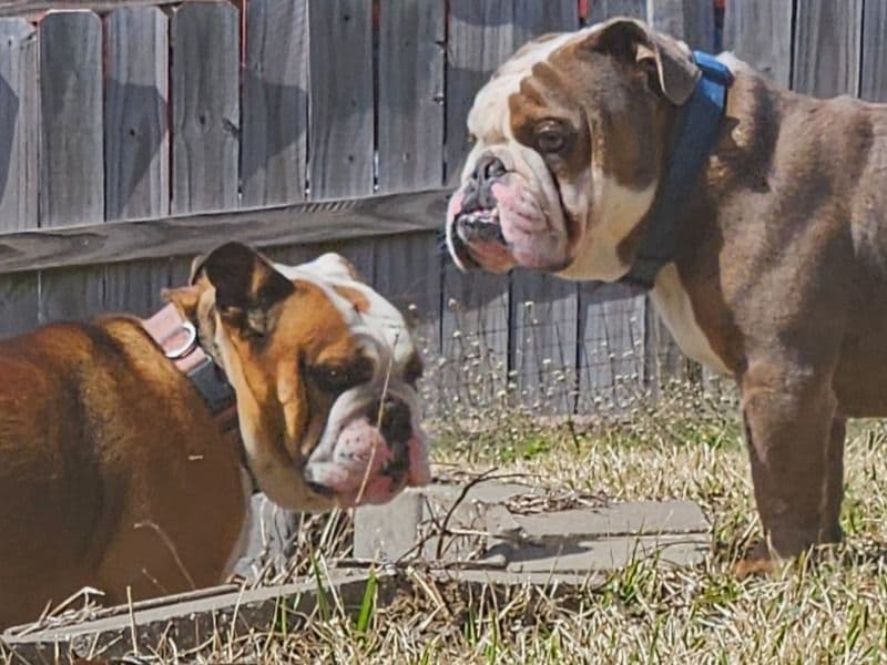 Mista and Sassy primary photo