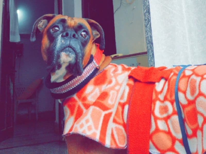 Simba primary photo