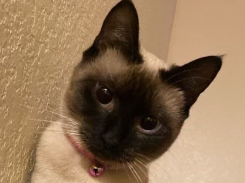 Princess primary photo