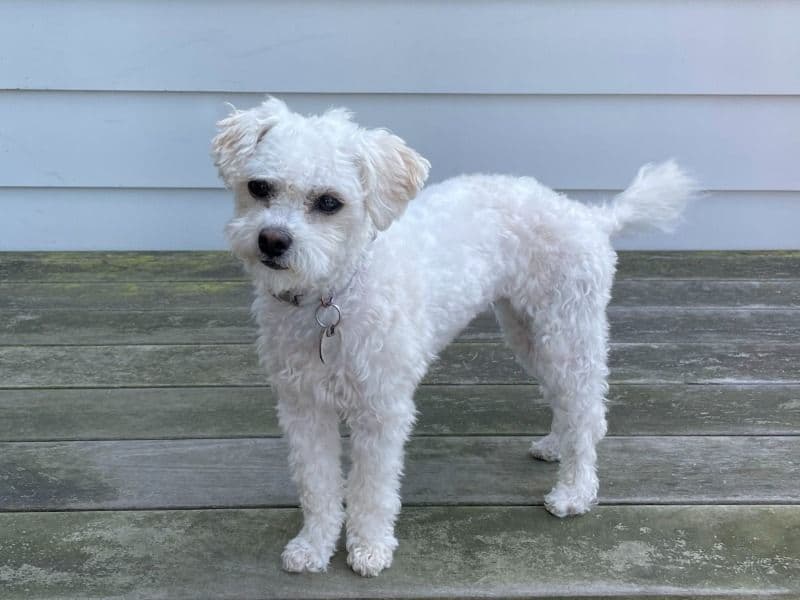 Albie primary photo
