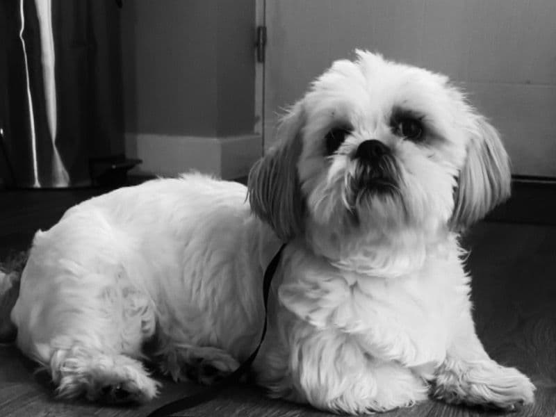 Coco primary photo