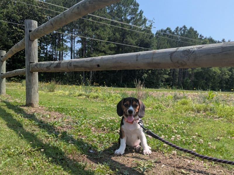 Piper primary photo