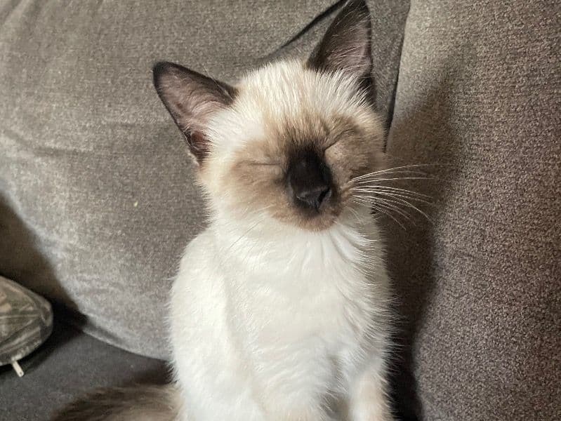 Izzy primary photo