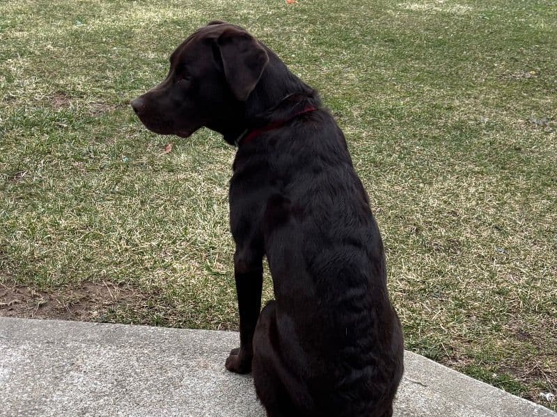 Buster primary photo