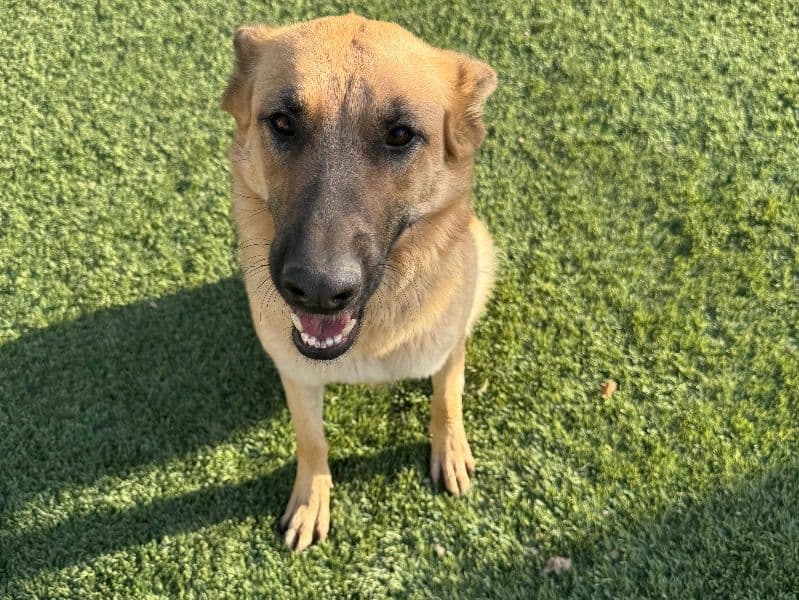 Nymeria primary photo