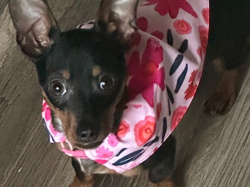 Missy primary photo