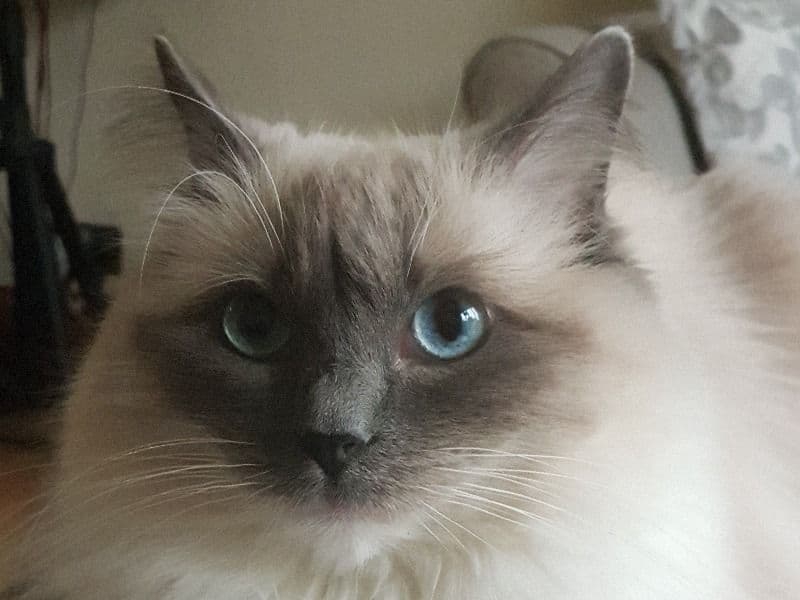 Bella primary photo