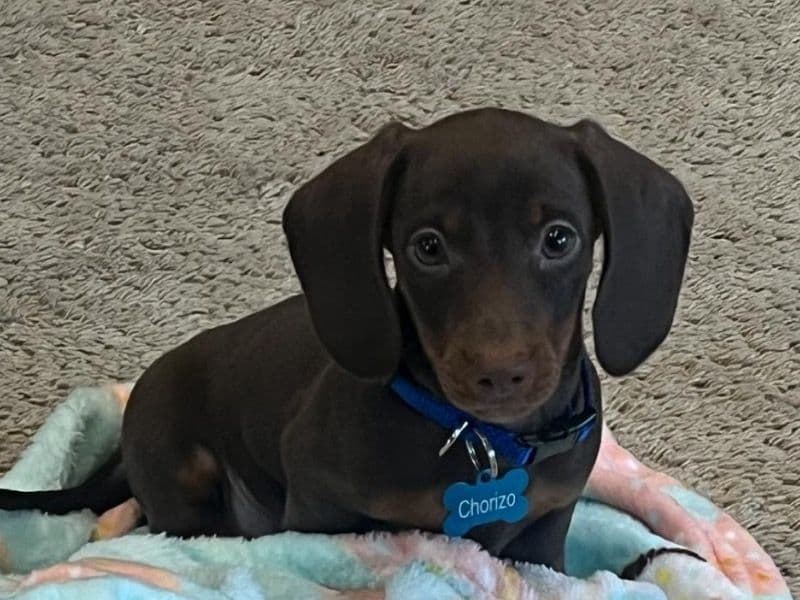Chorizo primary photo