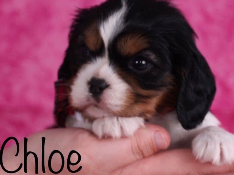Chloe primary photo