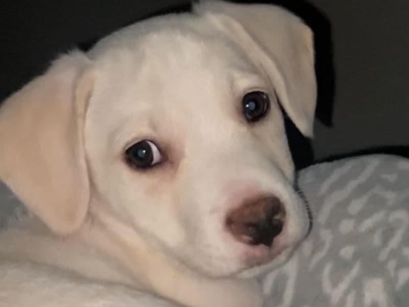 Milo primary photo