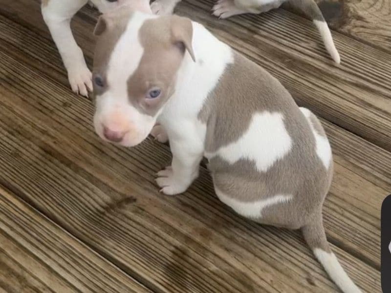 Pit Puppy primary photo