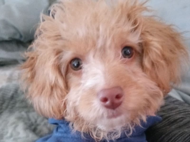 Layla primary photo