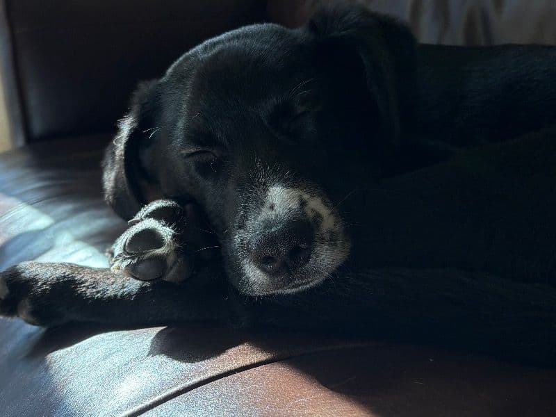 Buster primary photo