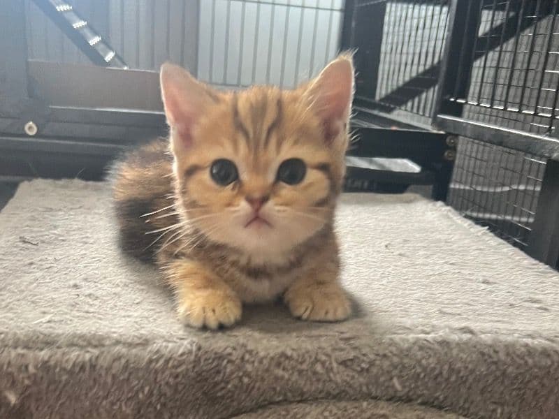 Scottish Fold primary photo