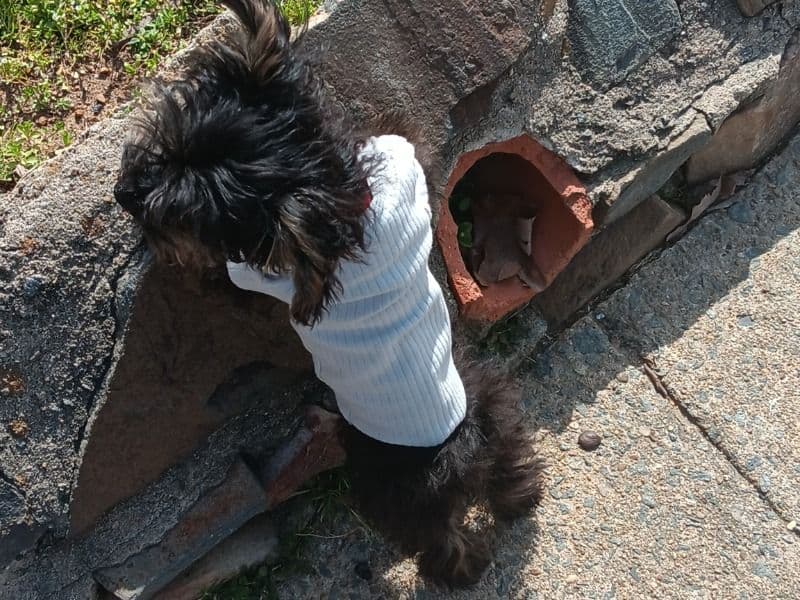 Drako primary photo