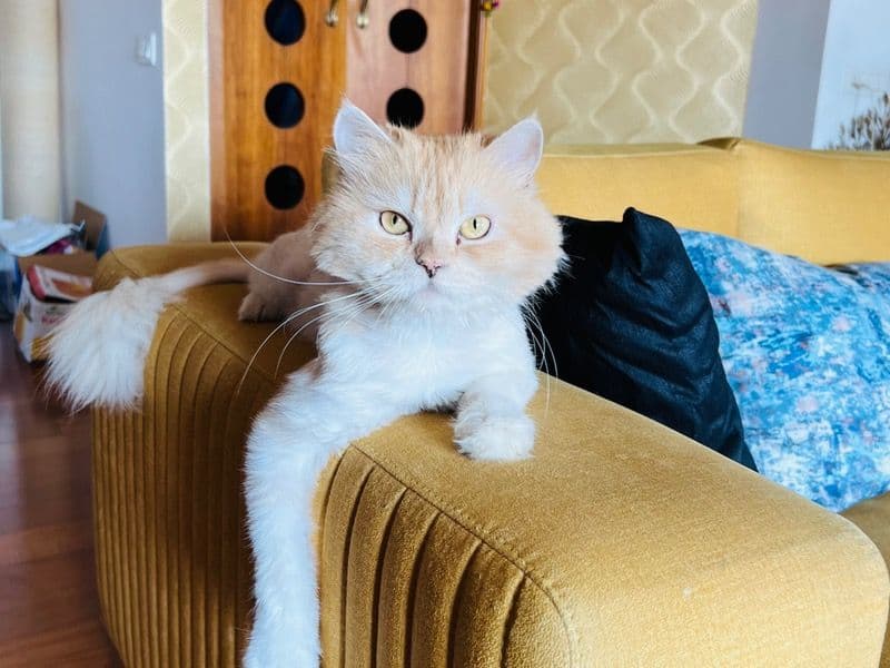 Kiko primary photo