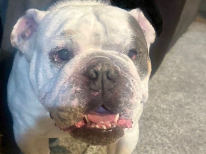 Dozer primary photo