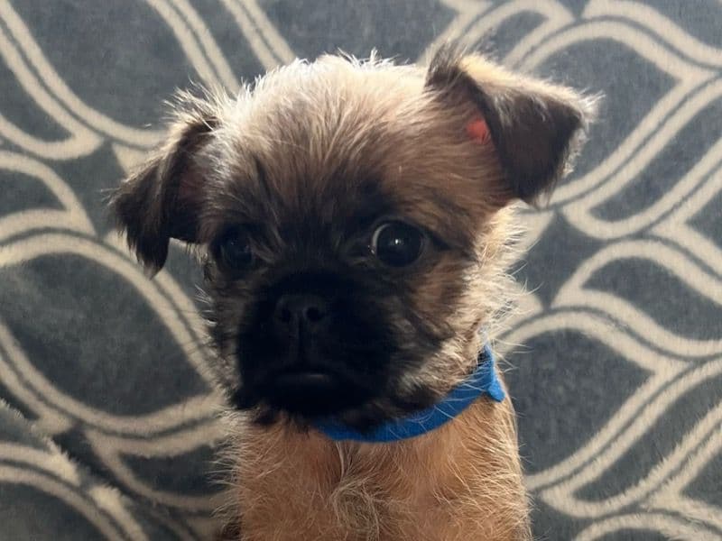 Isabelle (blue) primary photo