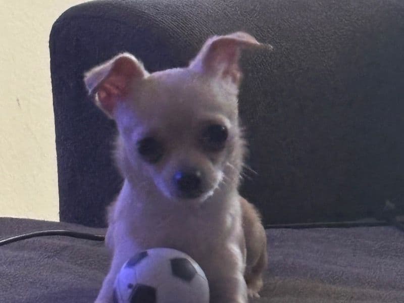 Taco primary photo